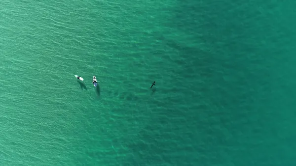 Requin blanc nageant près de deux surfeurs, vu d'en haut par un drone