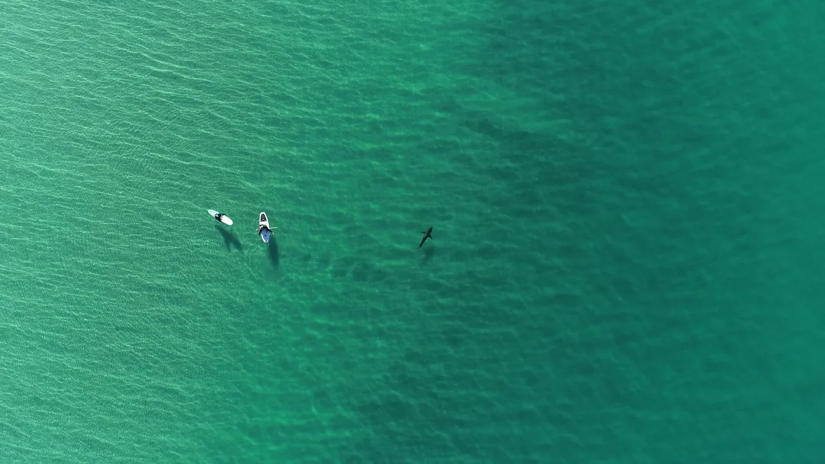 Requin blanc nageant près de deux surfeurs, vu d'en haut par un drone